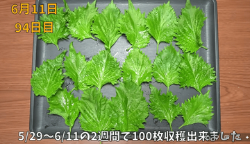 ペットボトルを使って大葉が爆採れ　わずか2週間で100枚　柔らかく香り豊かに育てる秘密は…