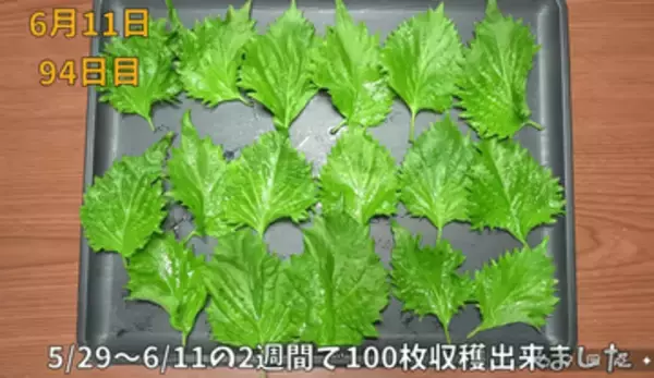 ペットボトルを使って大葉が爆採れ　わずか2週間で100枚　柔らかく香り豊かに育てる秘密は…