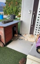 朝のお散歩　いつも扉の前で待つ愛犬が見当たらず　小屋をのぞくと…まさかの光景　「可愛いご来客」