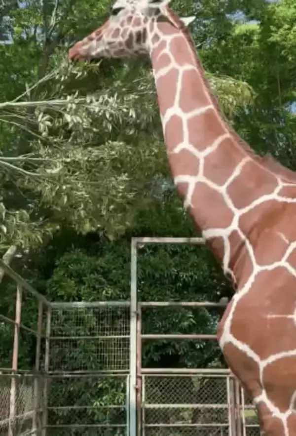 キリンの｢ごっくん！｣を観察していたら……発見したことに驚き　｢大迫力｣の姿を飼育員が解説