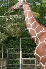 キリンの｢ごっくん！｣を観察していたら……発見したことに驚き　｢大迫力｣の姿を飼育員が解説