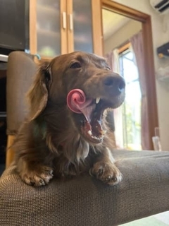 犬のあくびの瞬間を激写、撮れた「ミラクルショット」に驚きの声「完全に漫画の世界」「舌がペロペロキャンディ」