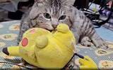 「大好きなピカチュウのぬいぐるみと3カ月ぶりに再会した猫、完・全・覚・醒！ くわえて放心→無心でふみふみ連発　「ネズミ捕食みたい」」の画像1