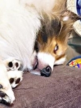 眠気と遊びたい気持ちが大渋滞！？ 白目を剥いて飼い主を見張る犬に爆笑「睡魔に負けとる（笑）」「ゾンビ犬」