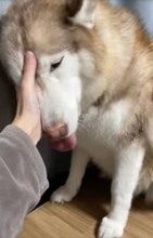 愛犬が悲鳴をあげながら何度も嘔吐！「もしやこれは…」飼い主の予感が的中した、まさかの原因とは？「そろそろ学習してくれー」