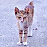 「「助けて！」駆け寄ってきた瀕死の子猫をお迎え　初日からよく食べよく遊びよく眠り…先住猫も噛み癖がなくなり、家庭を照らす存在に」の画像1