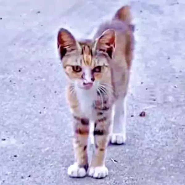 「助けて！」駆け寄ってきた瀕死の子猫をお迎え　初日からよく食べよく遊びよく眠り…先住猫も噛み癖がなくなり、家庭を照らす存在に