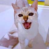 「飼い主が入浴していると、盲目の猫が必ず持ってくるのは……　見上げてニャーニャー鳴く姿に…「どういう意味？」」の画像1