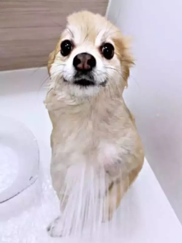 「顔が半分なくなった？」ポメラニアン、シャンプー中に起きた衝撃の一瞬「アンパンマンだ」「どうなってるの」