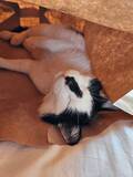 「家の中で猫が行方不明→予想の斜め上をいく場所で発見　「冷や汗もの」「ネコチャンホイホイ」！？ 幸せそうな爆睡姿に7万いいね」の画像1