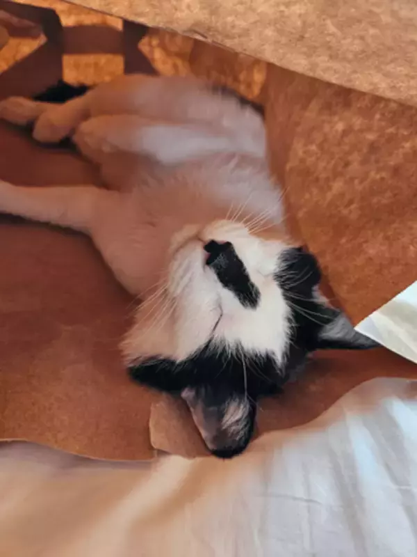 家の中で猫が行方不明→予想の斜め上をいく場所で発見　「冷や汗もの」「ネコチャンホイホイ」！？ 幸せそうな爆睡姿に7万いいね