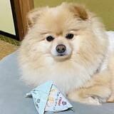 「初めて食べたおやつに感動したポメラニアン、空袋を離さなくなる　「泣ける」「かわいすぎて貢ぎたい」「お年玉あげたい」の声続出」の画像1