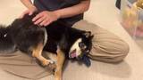 「「お尻なでてと甘える柴犬」　お顔は真剣だけど、そのポーズは……「堂々としすぎてて笑った」」の画像1