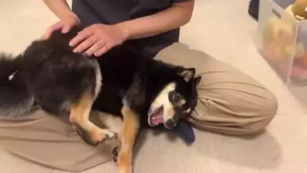 「お尻なでてと甘える柴犬」　お顔は真剣だけど、そのポーズは……「堂々としすぎてて笑った」