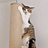 「病院に、猫を連れて行こうとしたら……切ない拒否モードが話題に　「人と同じ」「察する能力半端ない」「なんでわかる？」」の画像1