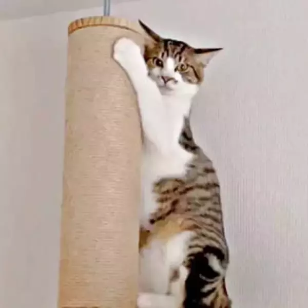 病院に、猫を連れて行こうとしたら……切ない拒否モードが話題に　「人と同じ」「察する能力半端ない」「なんでわかる？」