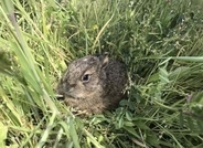 「捨てられた？」と思っても拾わないで　「野うさぎ」の子育て法に驚きの声