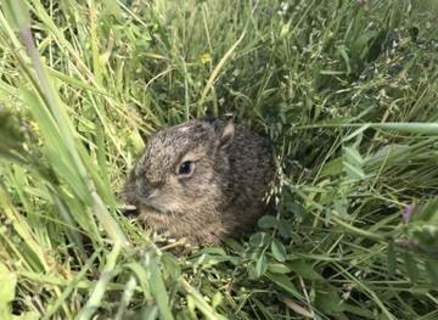 「捨てられた？」と思っても拾わないで　「野うさぎ」の子育て法に驚きの声