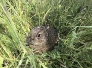 「捨てられた？」と思っても拾わないで　「野うさぎ」の子育て法に驚きの声