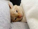 「「寝方が人間そのもの」当たり前のようにお布団で眠る猫　毛布を首元までしっかり…「完全に自分のベッド」「なんてかわいいの」」の画像1