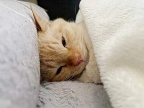 「寝方が人間そのもの」当たり前のようにお布団で眠る猫　毛布を首元までしっかり…「完全に自分のベッド」「なんてかわいいの」