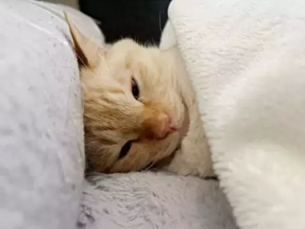 「寝方が人間そのもの」当たり前のようにお布団で眠る猫　毛布を首元までしっかり…「完全に自分のベッド」「なんてかわいいの」