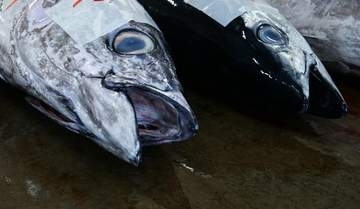 98円の本マグロの「頭とカマ」……がんばったら、意外な“ごちそう”に　プロの技に「錬金術師だ」「夢ありすぎます」