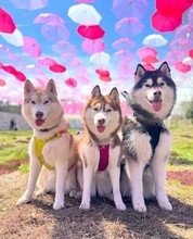 「遊ぼう」の誘い方が個性的すぎる兄犬→切ない妹犬の反応にコメント1300件超　「何度見てもかわいい」「こんなワンちゃん初めて見た（笑）」
