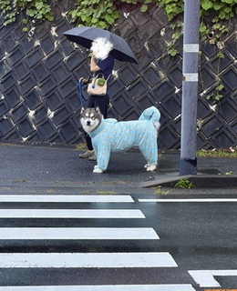 キリッとした超大型犬が次の瞬間ニッコニコ！　信号待ちで飼い主を発見、あまりの表情の違いに28万いいね「ご主人様が大好きなんですね！」