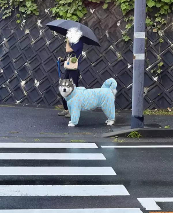 キリッとした超大型犬が次の瞬間ニッコニコ！　信号待ちで飼い主を発見、あまりの表情の違いに28万いいね「ご主人様が大好きなんですね！」