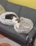 寝相がとんでもない猫さん「ベッドの使い方そうじゃないねん」飼い主が思わずつっこんだのは…？