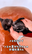 「保護した子猫を洗ったら、お湯が真っ赤に…」衝撃的な光景の正体は大量のノミの糞　血を吸われ過ぎると命を落とすことも