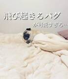 「おなかいっぱいでスヤスヤ眠るパグ、ママが魔法の言葉をかけると……かわいすぎる反応に「幸せ動画」「血圧急上昇♡」」の画像1
