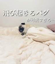 おなかいっぱいでスヤスヤ眠るパグ、ママが魔法の言葉をかけると……かわいすぎる反応に「幸せ動画」「血圧急上昇♡」