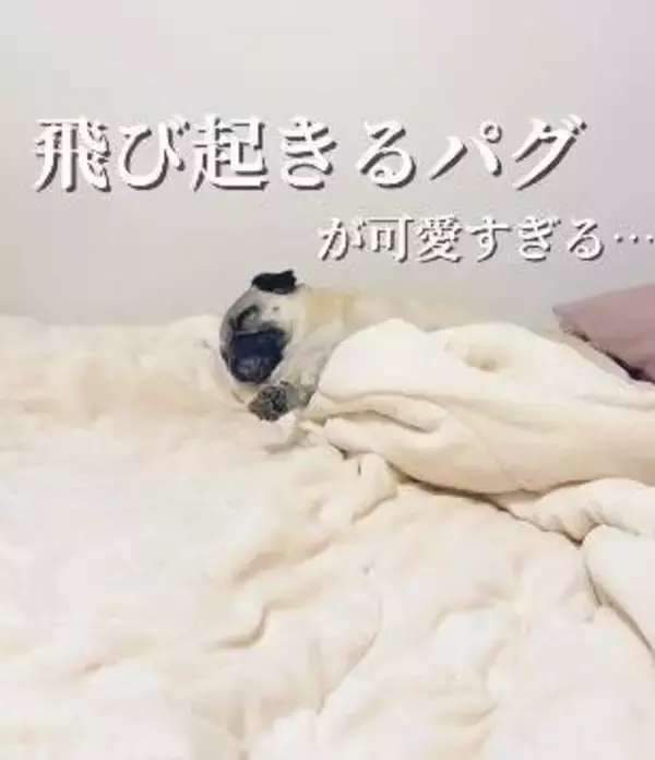 おなかいっぱいでスヤスヤ眠るパグ、ママが魔法の言葉をかけると……かわいすぎる反応に「幸せ動画」「血圧急上昇♡」