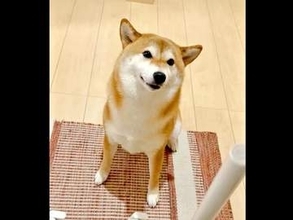 「耳で感情表現するタイプ」にっこり笑顔の柴犬、お耳がピコピコ　愛らしいお出迎えに「耳ピコ最高」「かわいすぎる」と反響