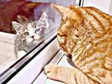 「突然テラスに現れた子猫、あれから1年…噛みついた暴れん坊が先住猫に愛され「ママなでて♡」と甘えん坊に」の画像1
