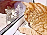 突然テラスに現れた子猫、あれから1年…噛みついた暴れん坊が先住猫に愛され「ママなでて♡」と甘えん坊に