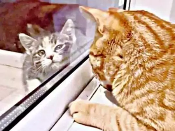 突然テラスに現れた子猫、あれから1年…噛みついた暴れん坊が先住猫に愛され「ママなでて♡」と甘えん坊に