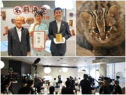 4年ぶりに誕生した絶滅危惧種「ツシマヤマネコ」の子ネコ　名前は「なぎ」に決定！飼育・繁殖30年の福岡市動物園　対馬市長から感謝状贈呈