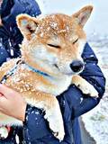 「積雪の中でも毎日朝晩1時間散歩…出会うのは柴犬ばかり　これが「柴犬を飼うということ」だ！「柴は雪が好き」「よくわかります」」の画像1