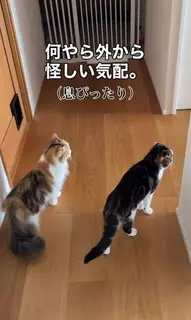 「犬が来た！」察知した猫2匹の“へっぴり腰すぎる”威嚇に爆笑　それぞれの個性が爆発