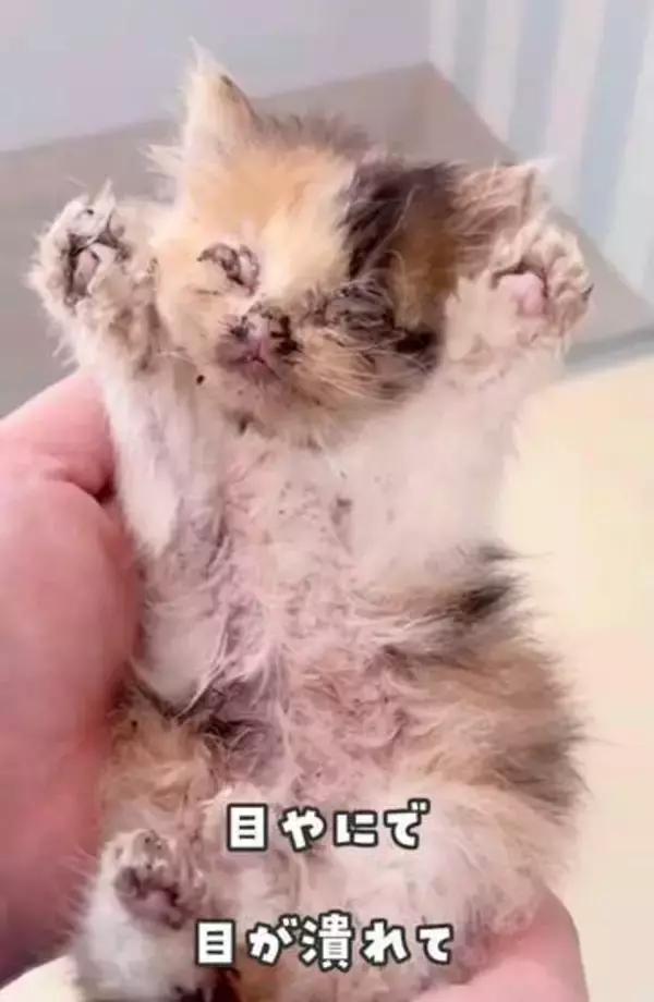 「もう亡くなっているかも」冷たく横たわる子猫を保護　3日後にきょうだいも…懸命な治療で起きた奇跡にネット感涙「出会えてよかったね