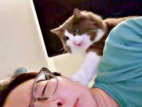 「どういう意味？」寝ている飼い主に、猫がちょいちょい…　340万回再生「かまって？」「生存確認？」その行動の理由とは