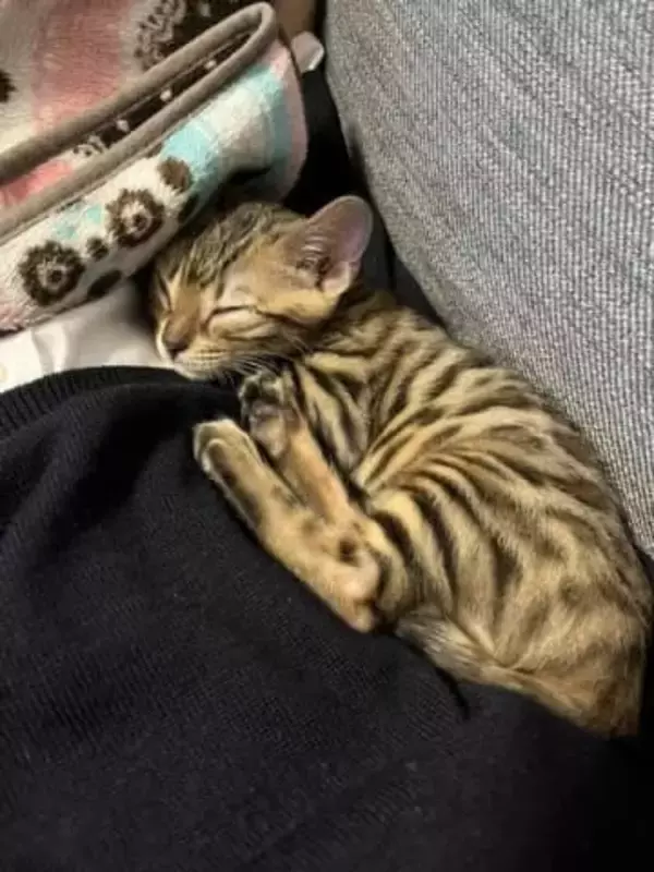 急に足を引きずり始めた愛猫「少し運動神経が悪いだけと思っていたのに」　手術か、様子見か……飼い主の決断は