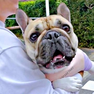 通行人も二度見した謎の鳴き声　フレンチブルドッグの全力アピールに「絶対しゃべってる」「かわいくて何回も見ました」と反響