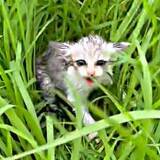 「土砂降りの中、3日鳴き続けた子猫　草むらでびしょ濡れ……「もう大丈夫」→美ニャンに成長　お店の人懐っこい看板猫に」の画像1