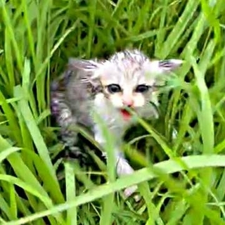 土砂降りの中、3日鳴き続けた子猫　草むらでびしょ濡れ……「もう大丈夫」→美ニャンに成長　お店の人懐っこい看板猫に