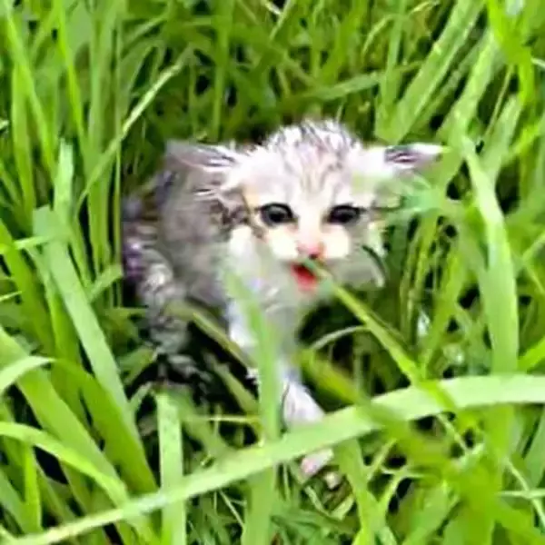 土砂降りの中、3日鳴き続けた子猫　草むらでびしょ濡れ……「もう大丈夫」→美ニャンに成長　お店の人懐っこい看板猫に