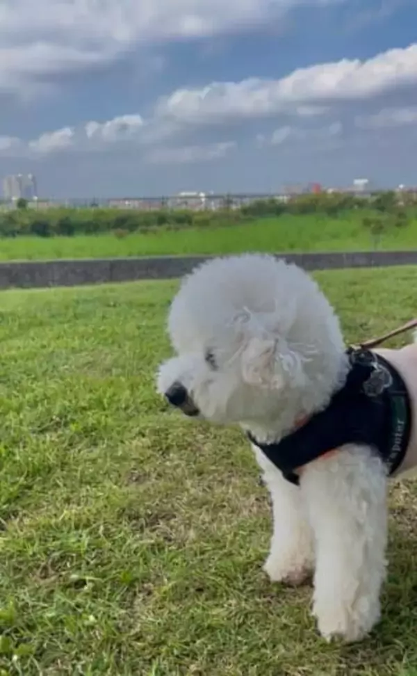 「悪いイタズラの記憶をみょんみょん吸い取られる」犬さん！？　もはやそうとしか見えない